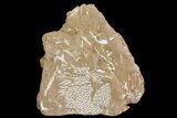 Ordovician Bryozoans (Chasmatopora) Plate - Estonia #73465-1